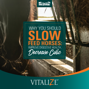 slow feed horse