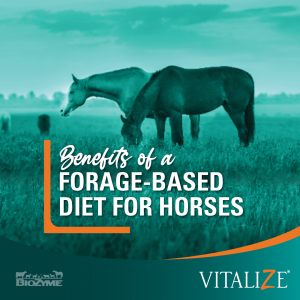 forage-based diet for horses