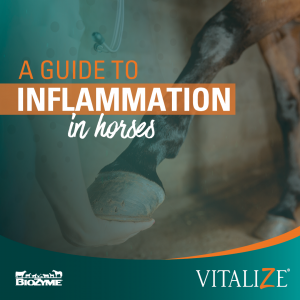 A Guide to Inflammation in Horses 