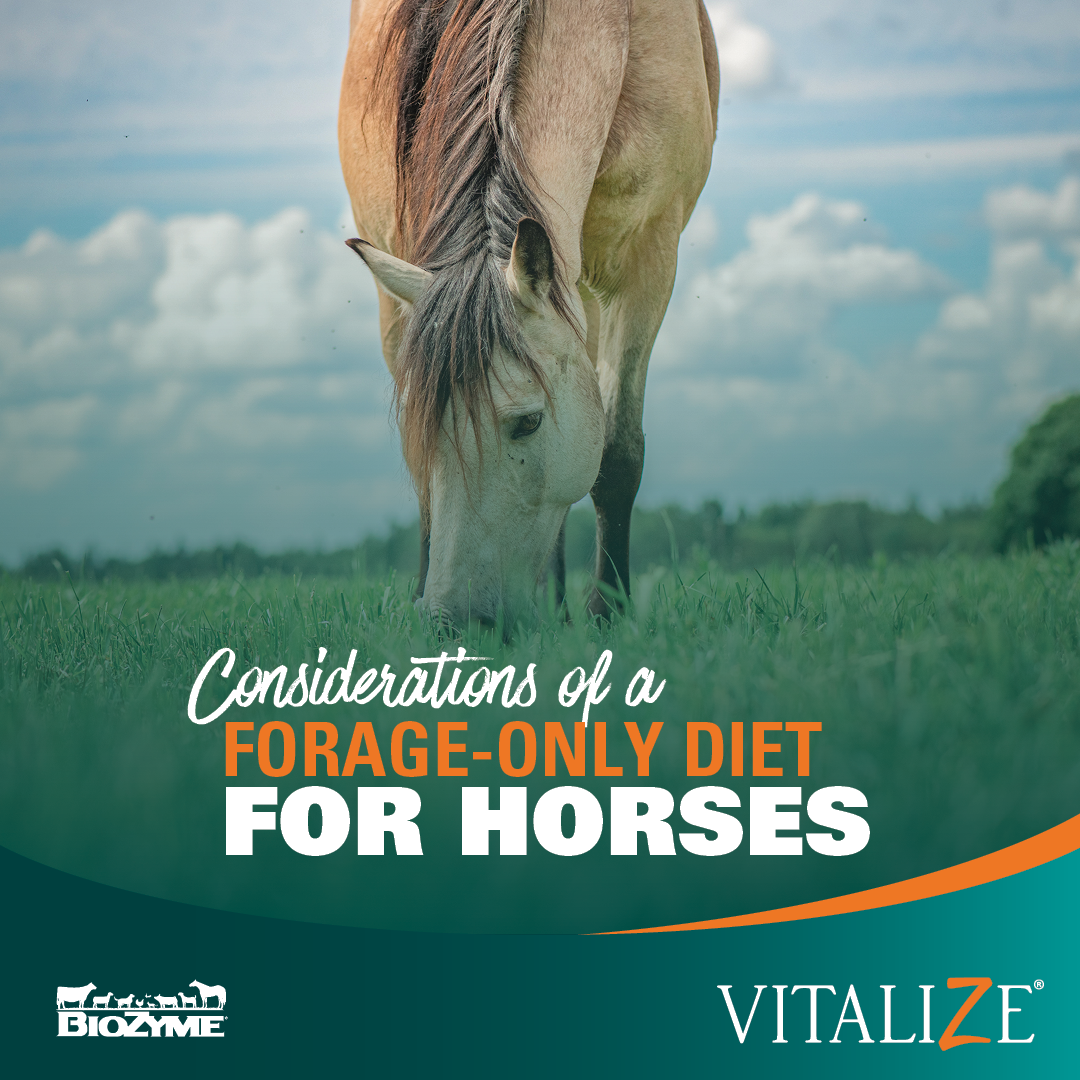What To Consider When Transitioning to a Forage-only Diet for Horses -  Vitalize