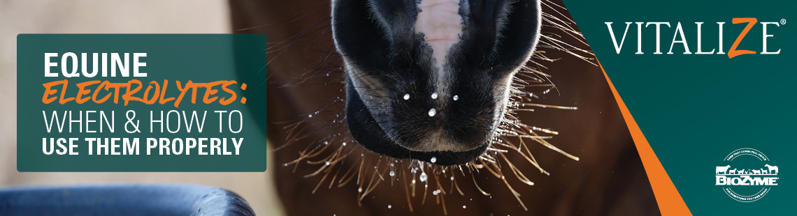 Equine Electrolytes: When & How to Use Them Properly - Vitalize