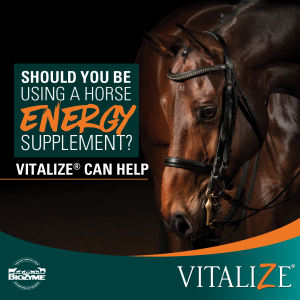horse energy supplement