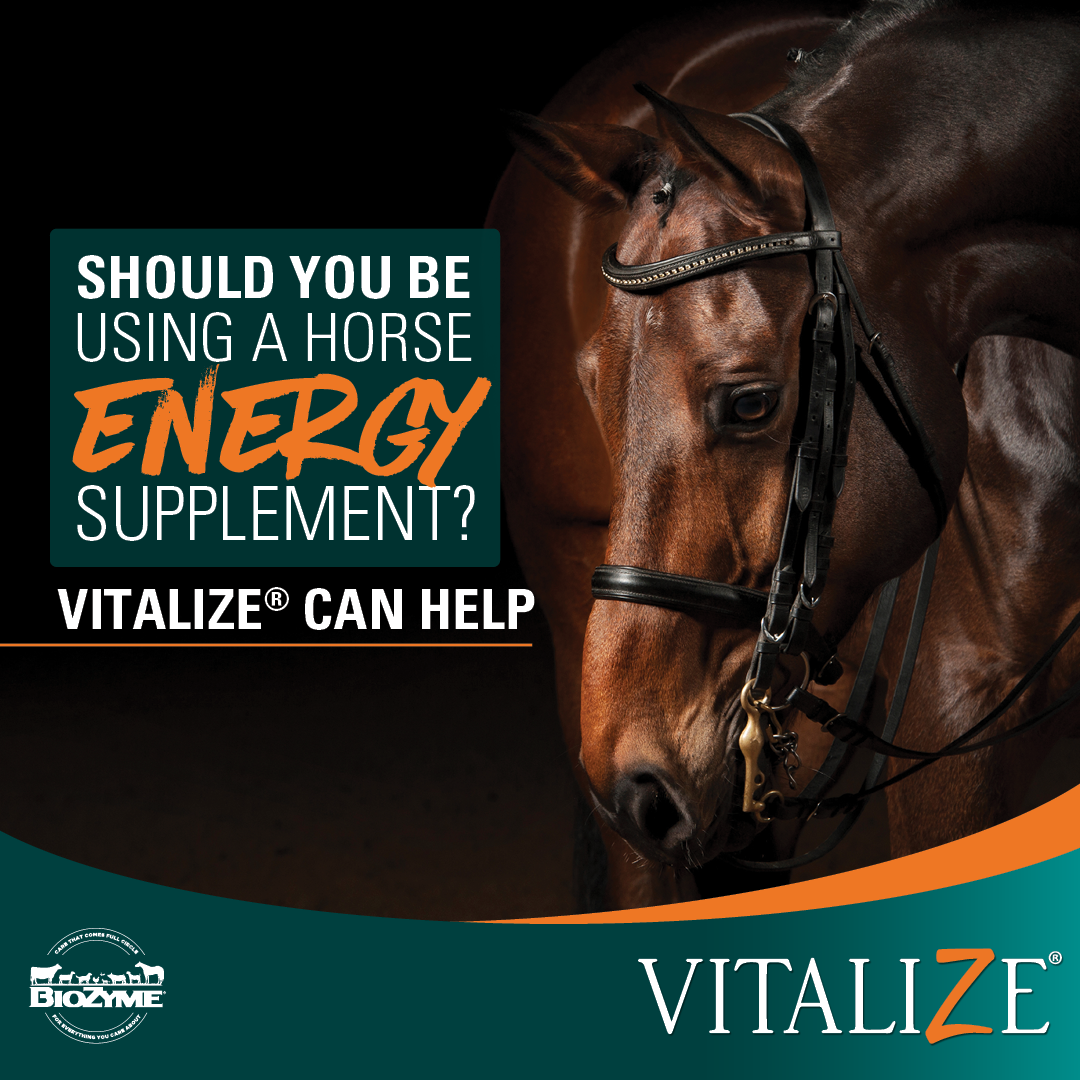 Should You Be Using a Horse Energy Supplement?