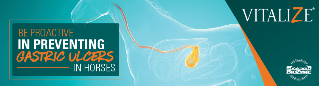 Gastric Ulcers in Horses