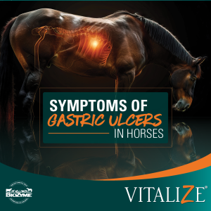 symptoms of gastric ulcers in horses