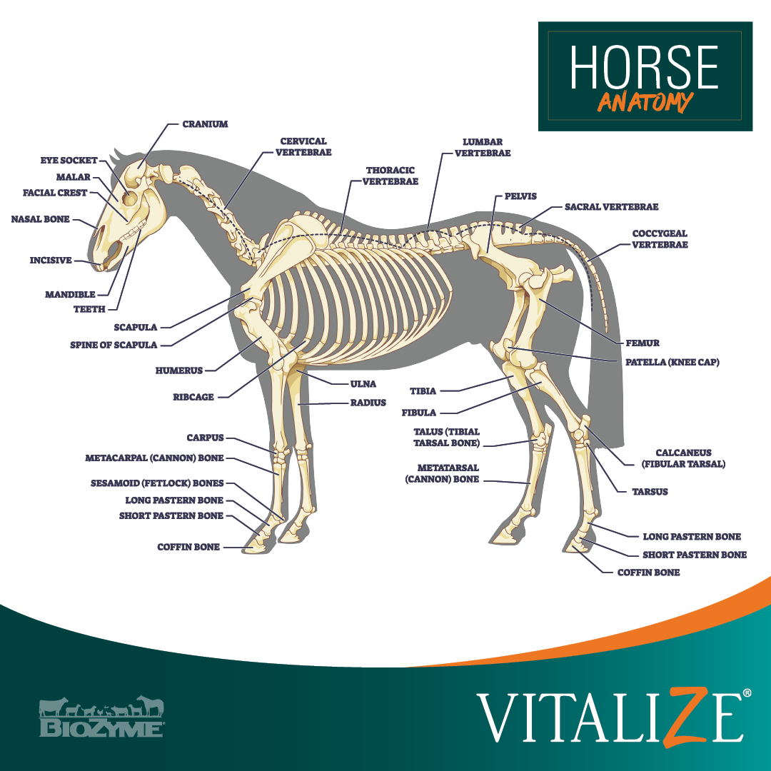 horse anatomy