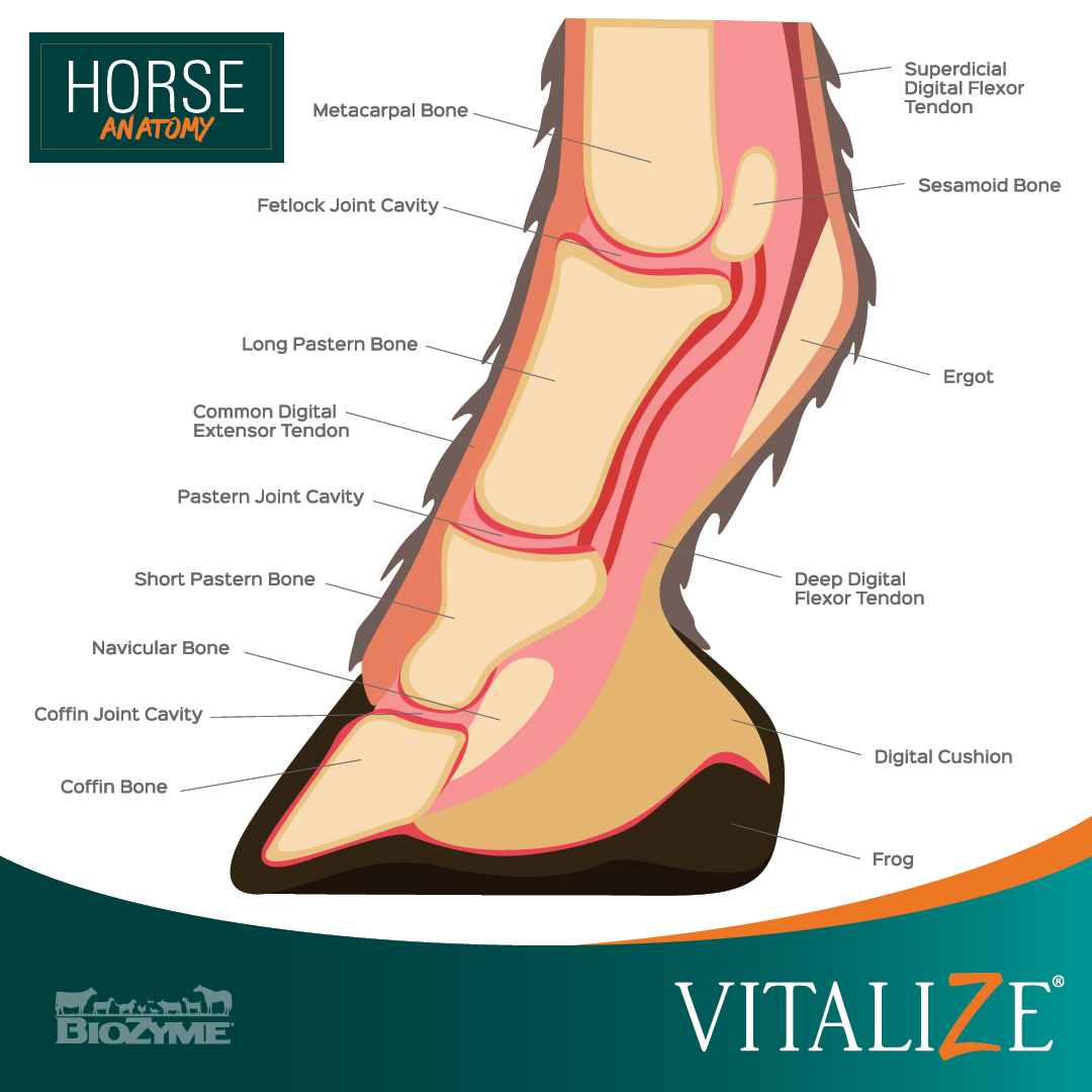 horse leg anatomy