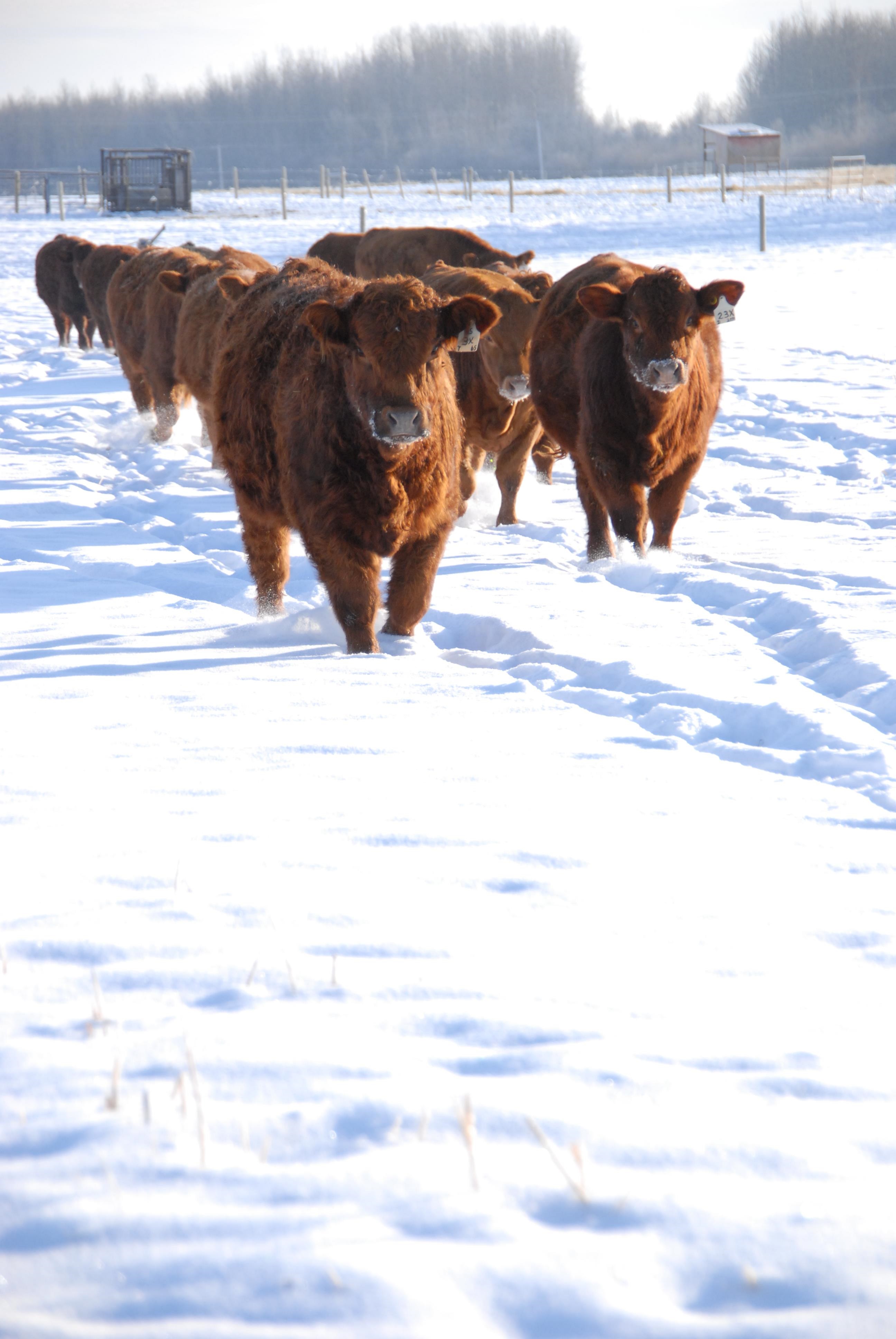 Winter cows