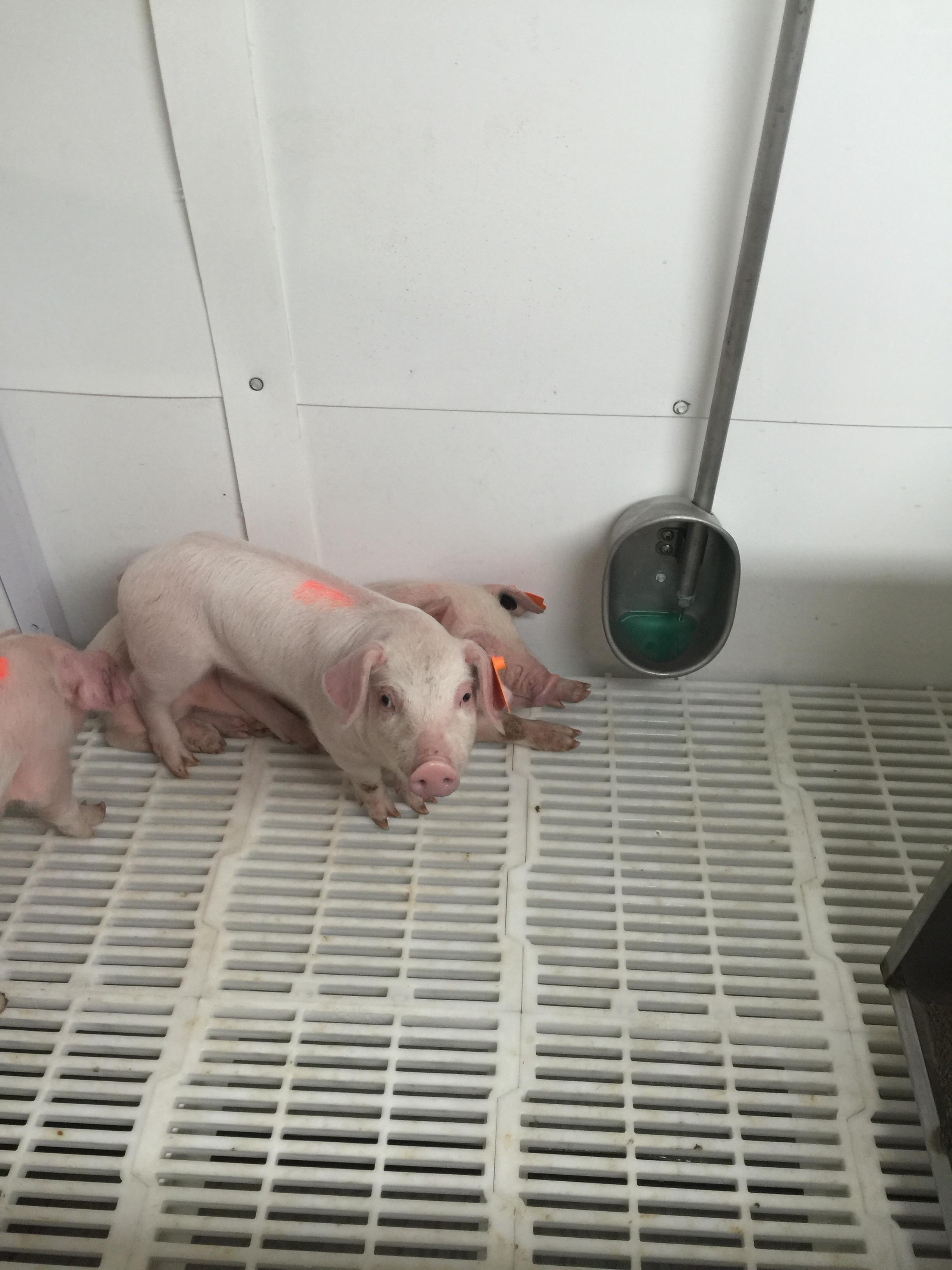 Piglet Nursery 2