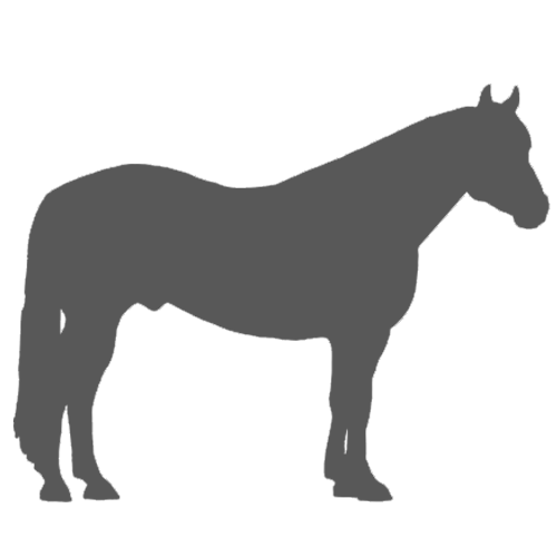 Equine