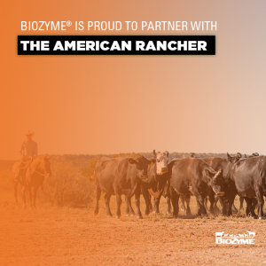the american rancher