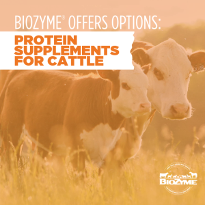 protein supplements for cattle