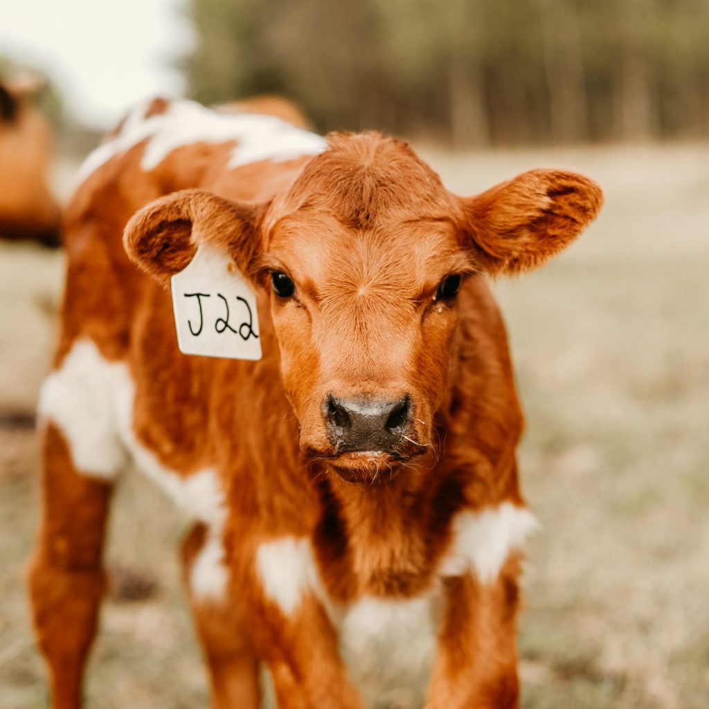 best cattle mineral