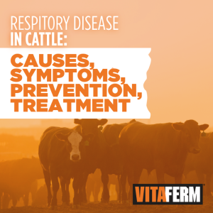 Respiratory Disease in Cattle