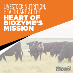 livestock nutrition