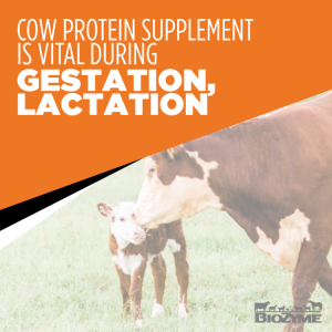 cow protein supplement