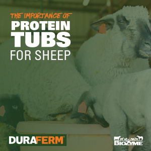 protein tubs for sheep