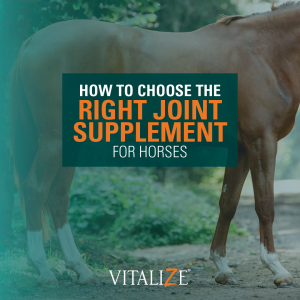 joint supplements for horses