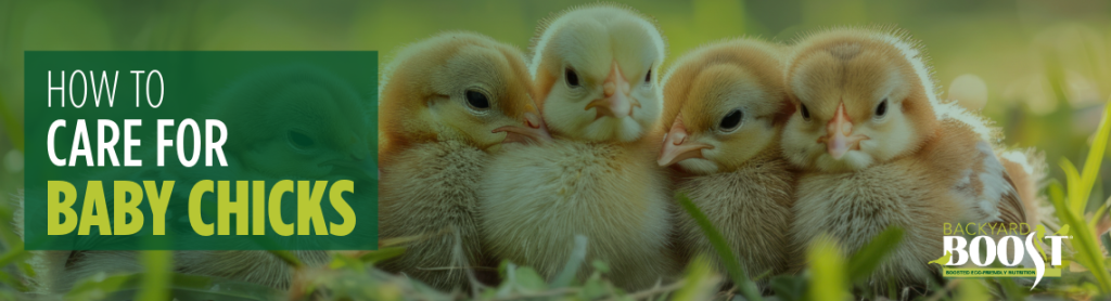 baby chicks