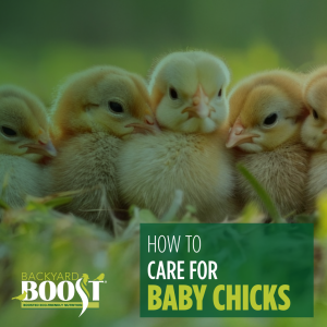 baby chicks