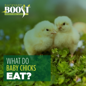 what do baby chicks eat