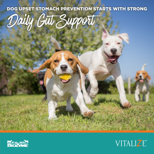 Dog Upset Stomach  