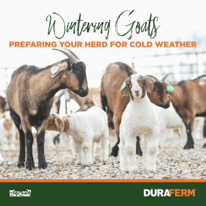 wintering goats