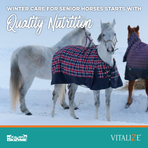 Winter Care for Senior Horses 