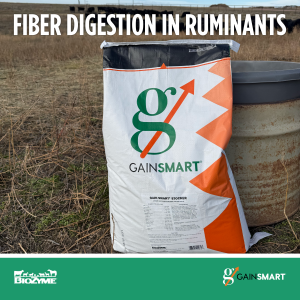 Fiber Digestion in Ruminants