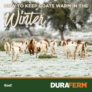 How to Keep Goats Warm in the Winter