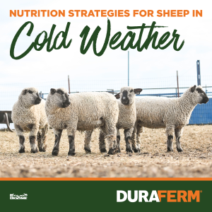 What Do Sheep Eat in Winter