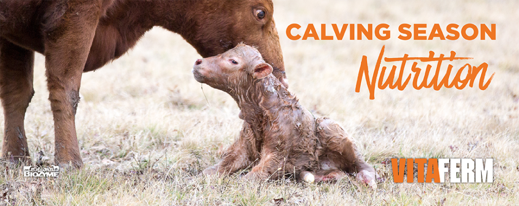 calving season nutrition
