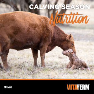 calving season
