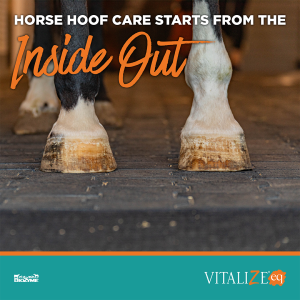 horse hoof care