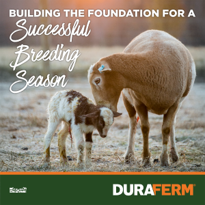 Sheep Nutrition Requirements 