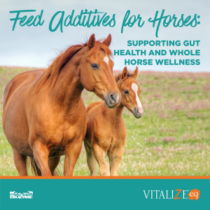 feed additives for horses