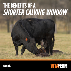 shorter calving window