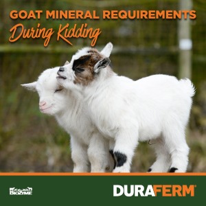 Goat Mineral Requirements During Kidding Season