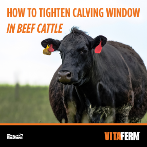 tighten calving window